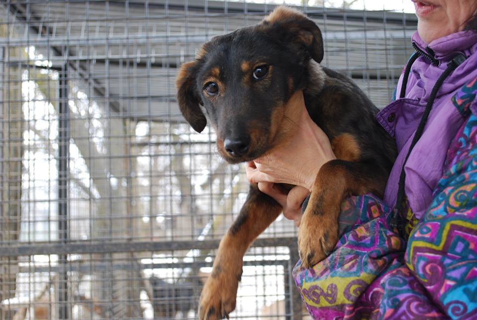 A gyors segítségnek hála Lucky szépen gyógyul