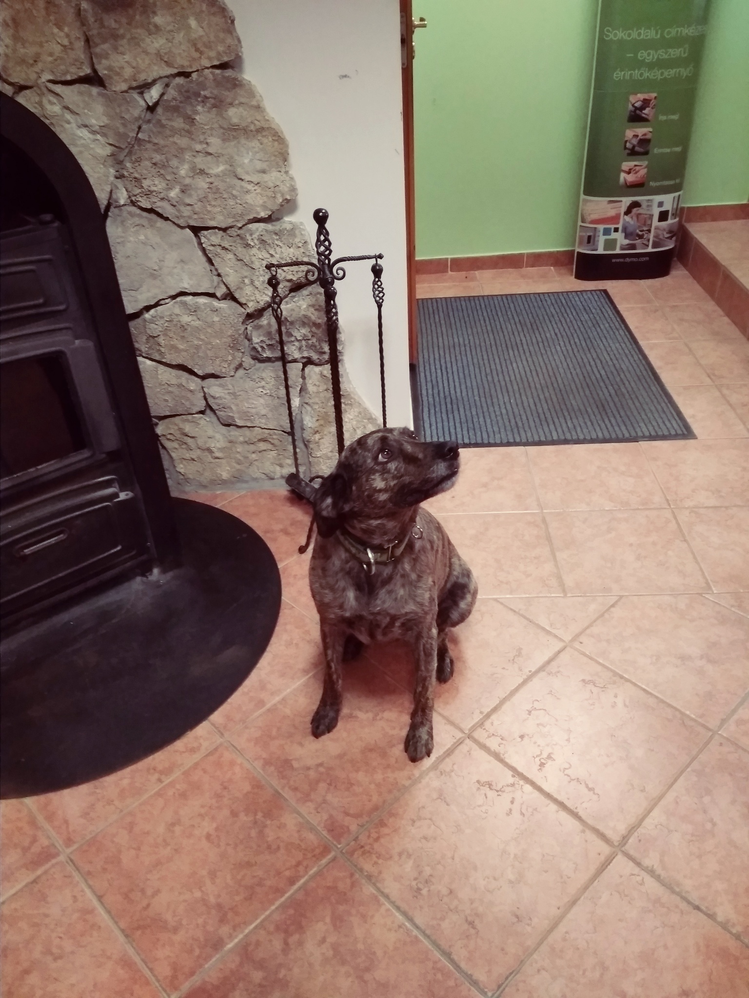 Kutyus a kutyabarát Golden IT üzletben