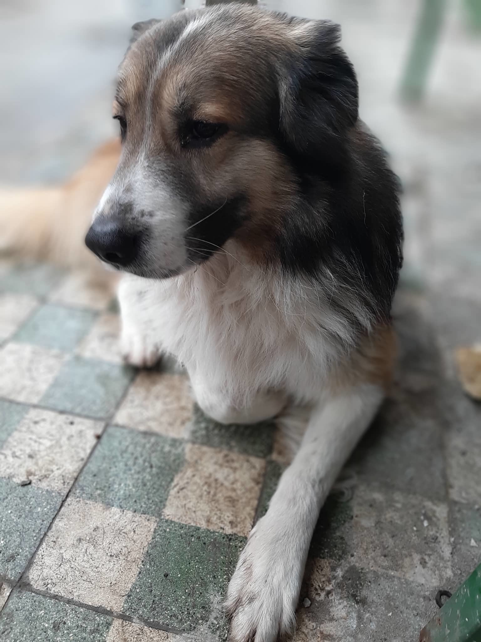 Morzsi nehezen viselte, hogy elkerült gazdája mellől