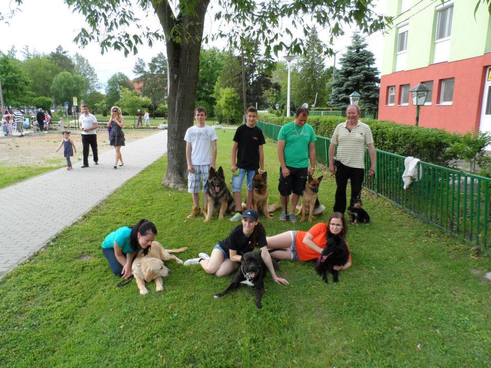 A város utcáin kötelező a póráz - a kutyáknak azonban fontos a szabad mozgás is!