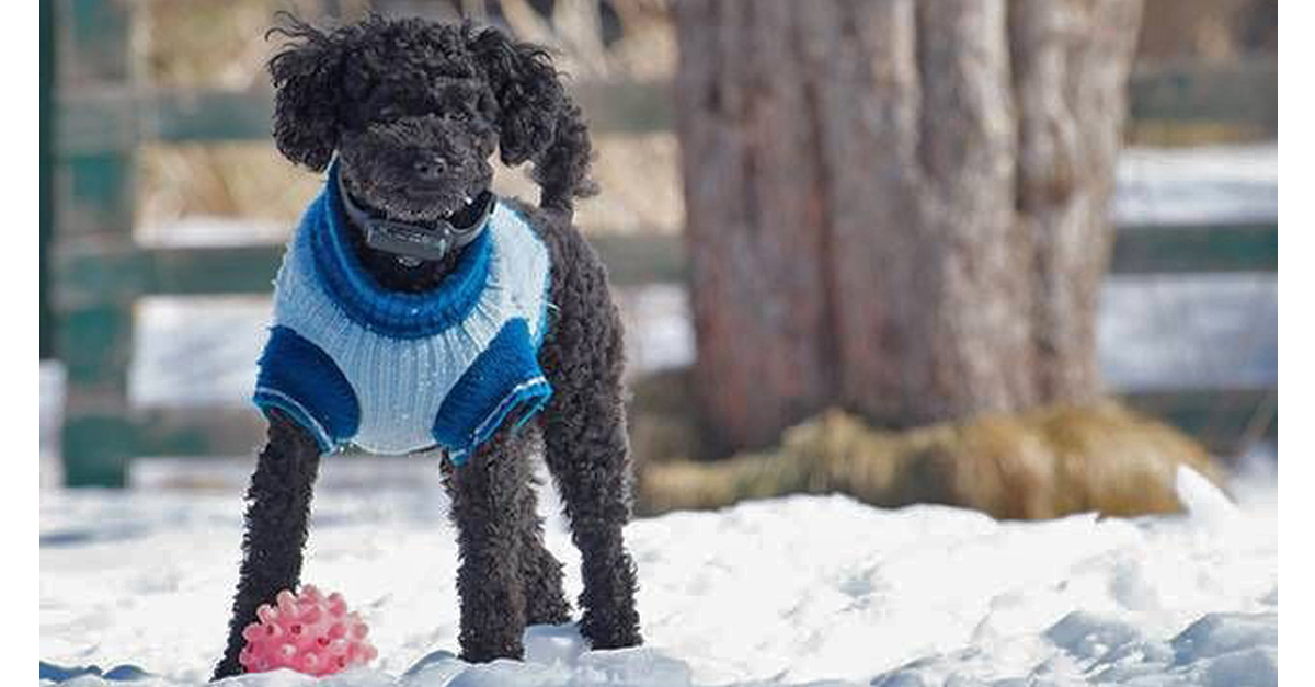 Minden kutyának szüksége van kutyaruhára?