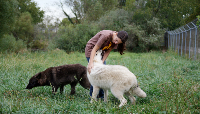 Kézzel nevelt farkasok Monique-kal