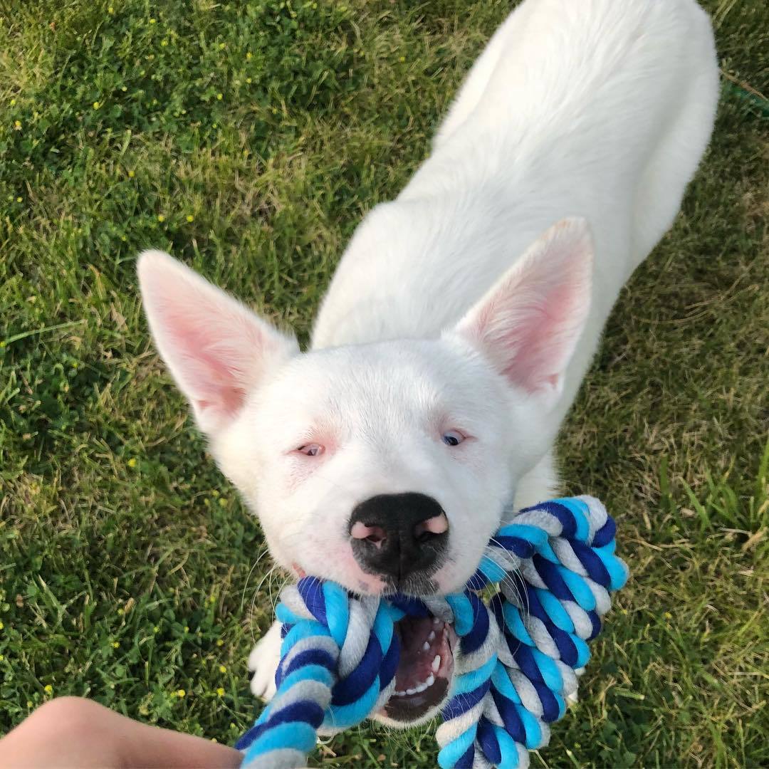 Opal a süketsége és vaksága ellenére is teljes életet él