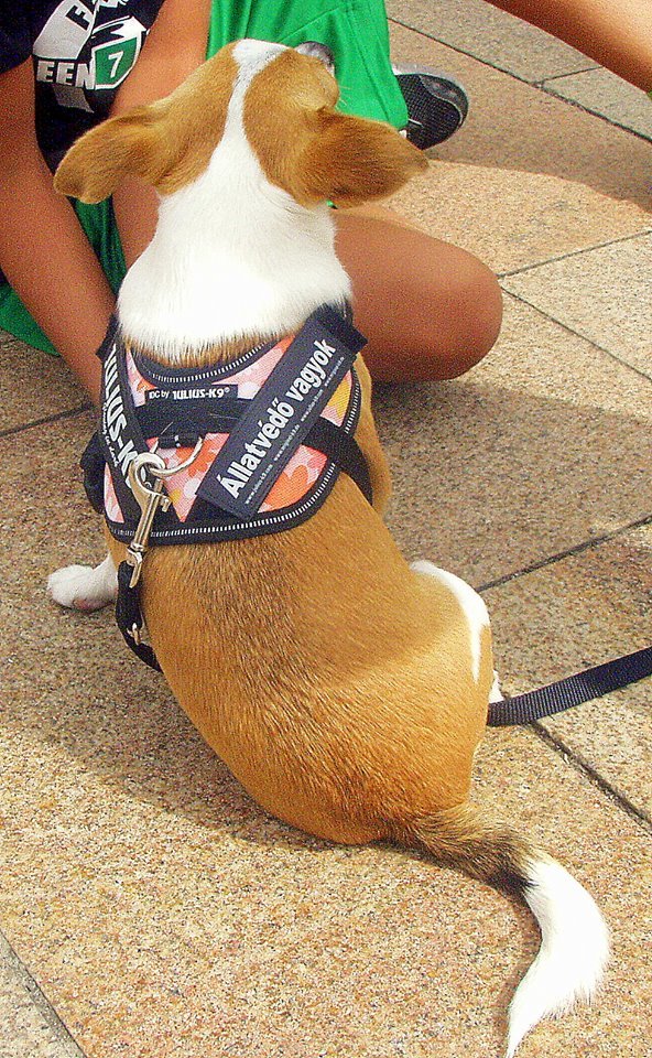 Szurkolók az állatkínzás ellen - Maya, a mentett csivava