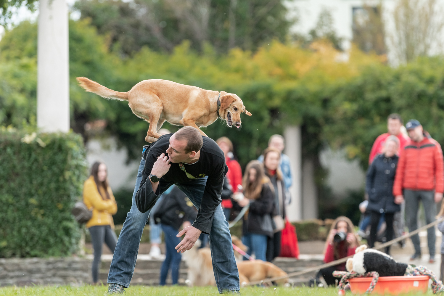 Látványos bemutatók kísérték az egész Kutyajó napot