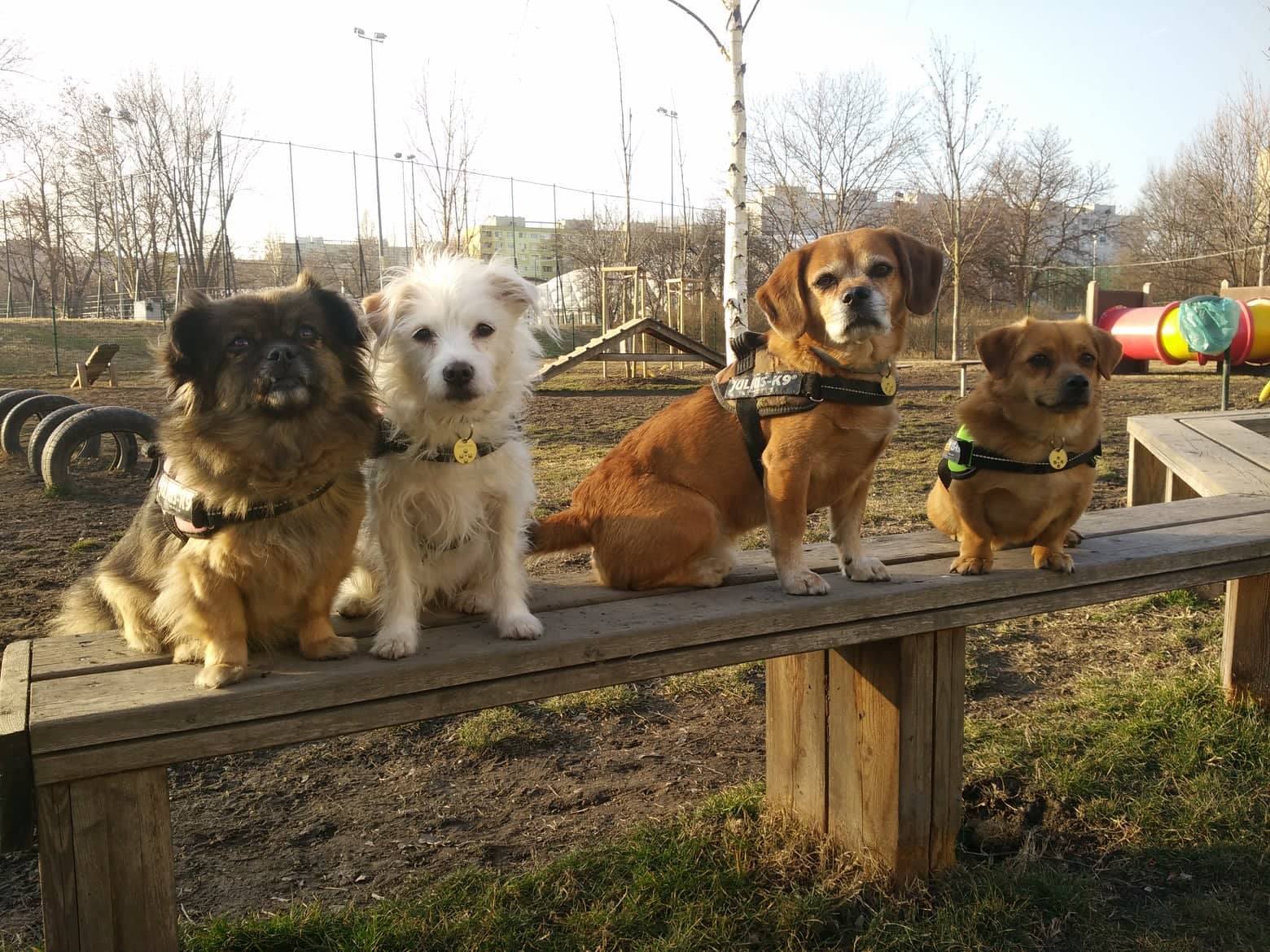Álmos és Felhő is aktívan részt szokott venni a tréningeken, hiszen a kutyák egymástól is rengeteget tanulnak. 