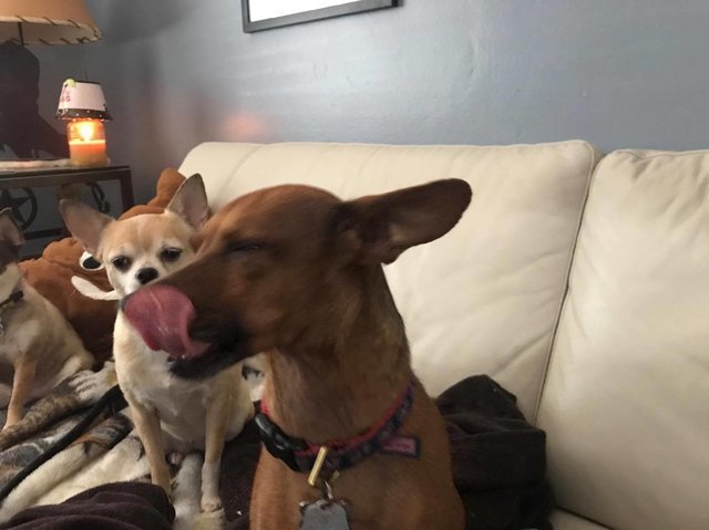 Irma hurrikán - Jól érezték magukat a kutyák átmeneti szállásukon