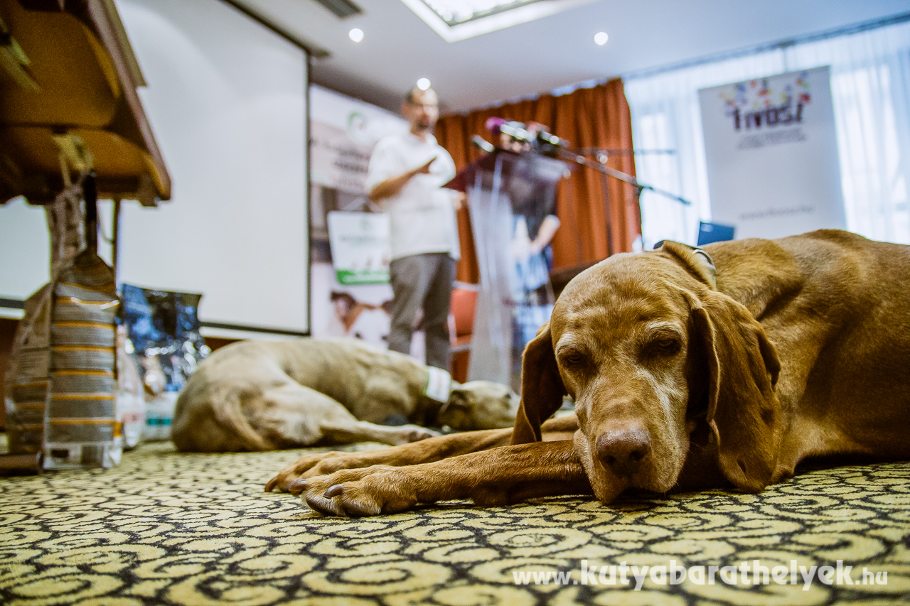 Füles is szívesen tart gazdájával kutyabarát helyekre