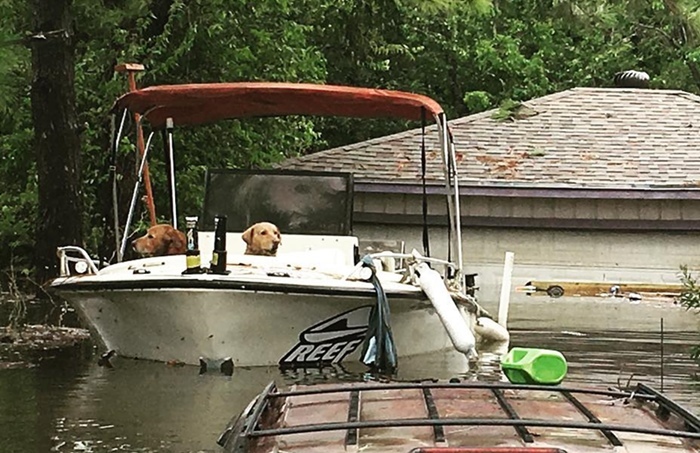 Segítségre várnak a kutyák, miután gazdáik hátrahagyták őket