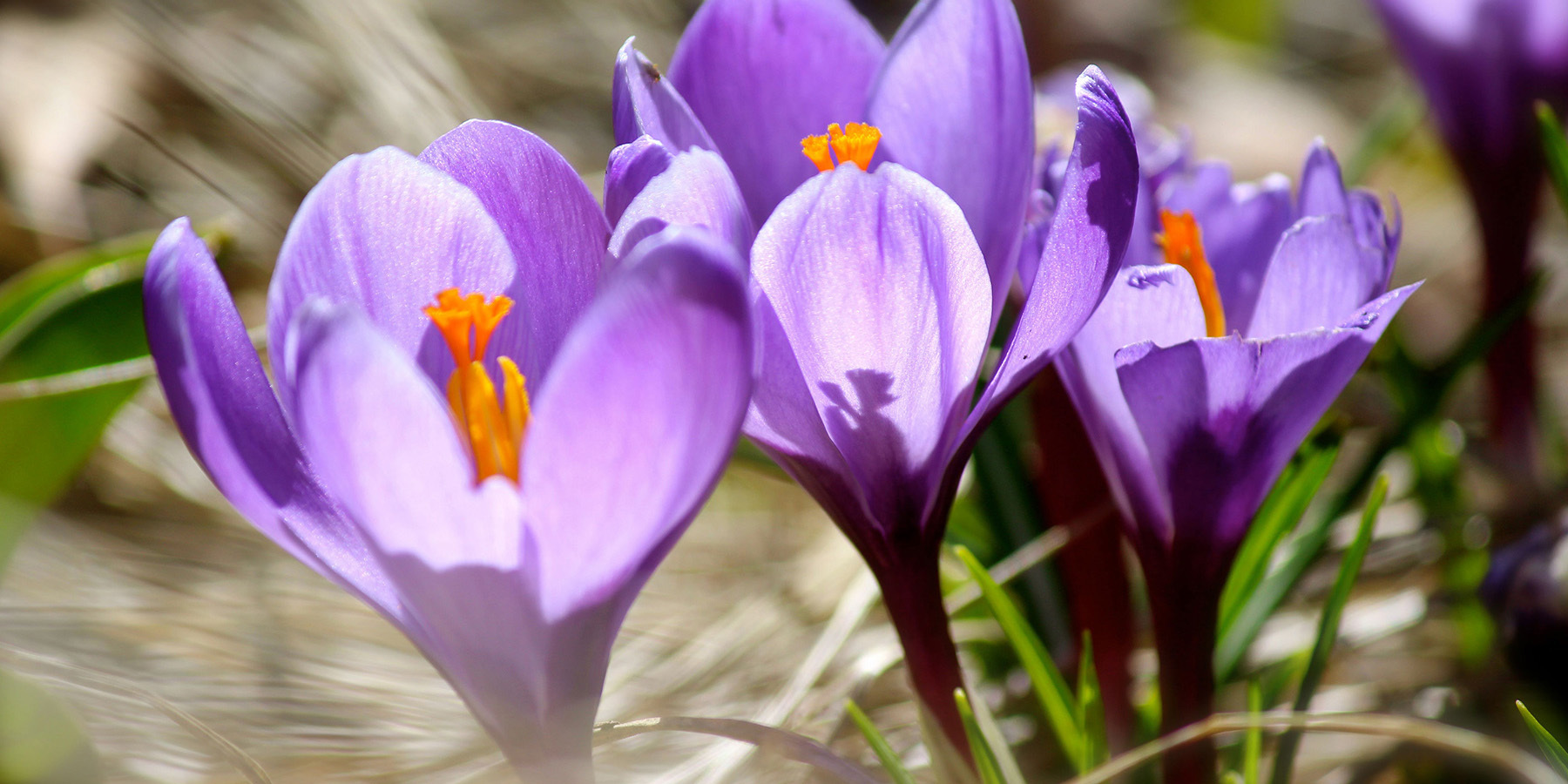Mindenki ismeri, de jobb, ha senki sem kóstolja