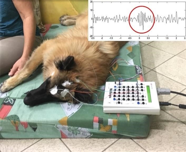 Így néz ki egy alvási orsó 