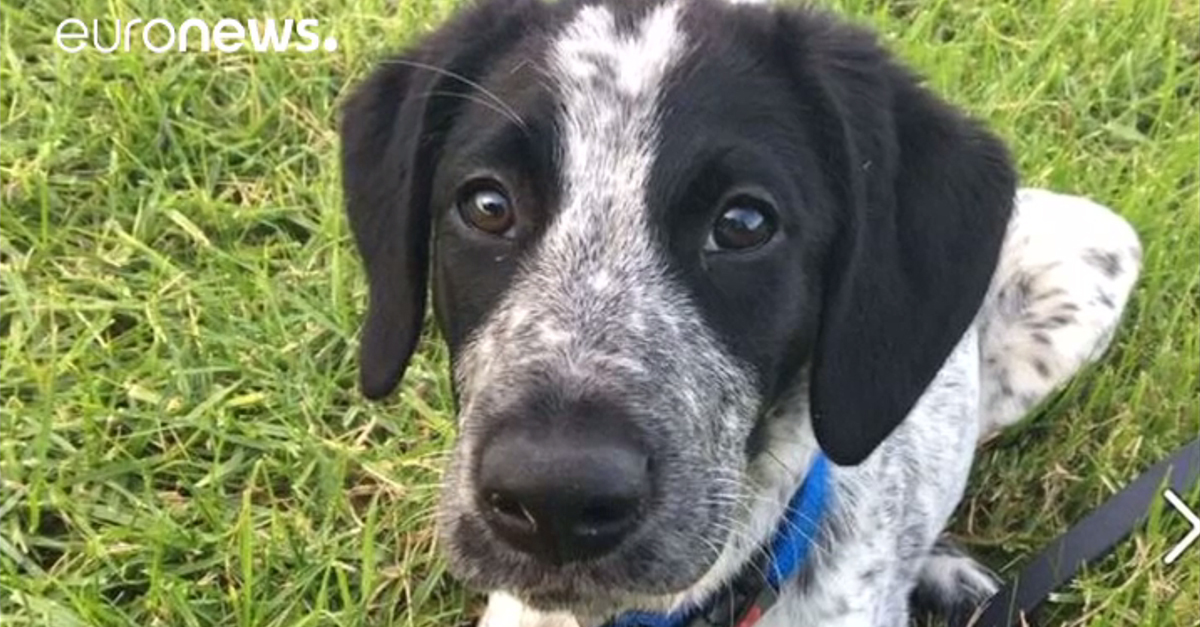 Grizz, a 10 hónapos bombakereső kutya