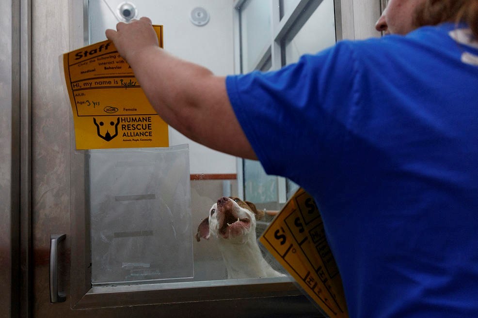 Ryder már biztonságban van, ő a 26 állat egyike, akit Washingtonba vittek a hurrikán elől