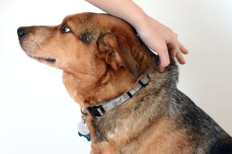 Bőrteszt - a dehidratáció egyik jele, ha a kutya bőre összetapad, nem rendeződik vissza a helyére