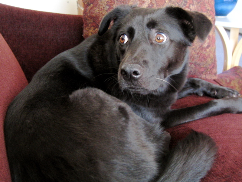 Arckifejezések kutyáknál - Bálnaszem