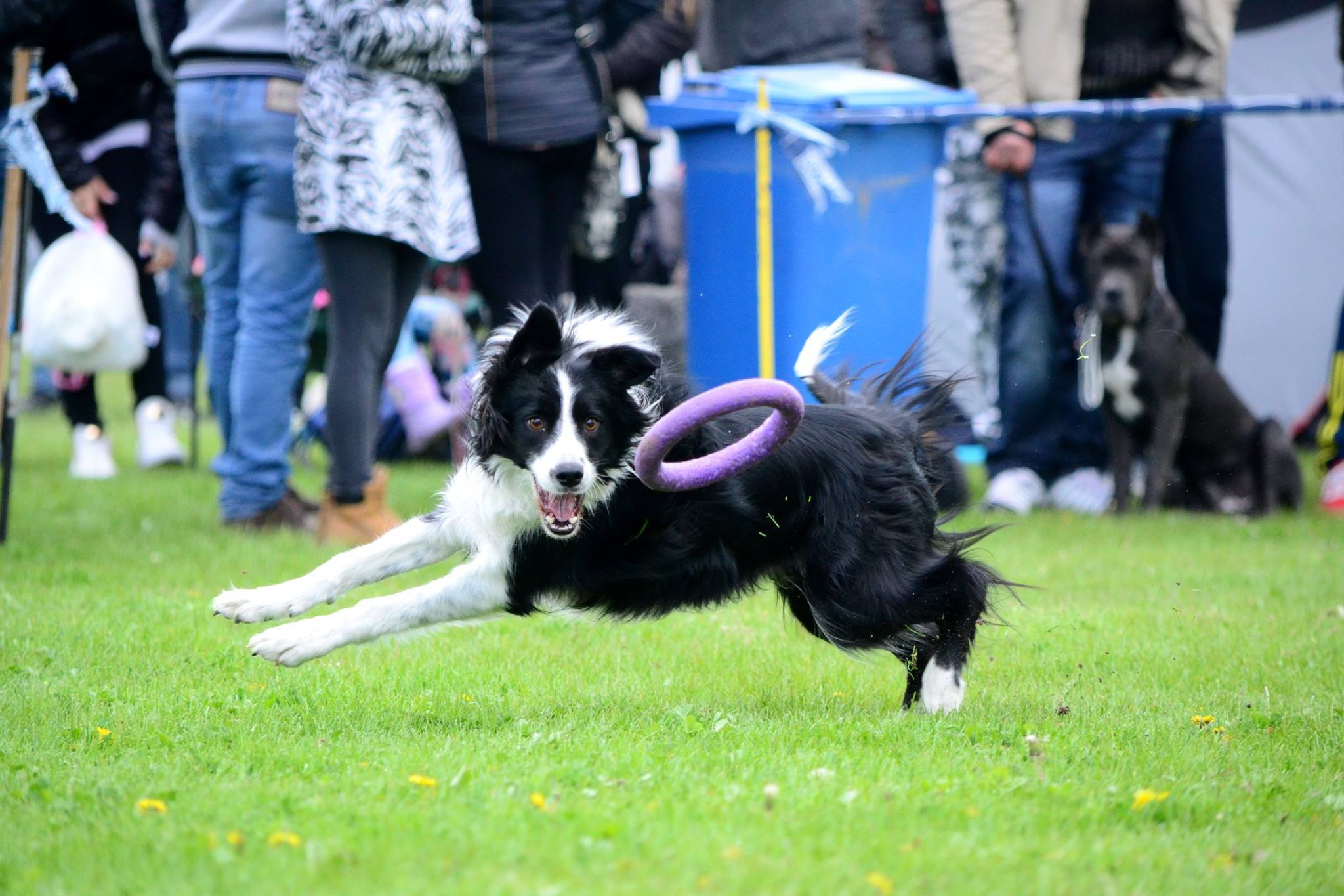 A Dog Puller viszonylag új kutyás sport, de rohamosan növekszik a népszerűsége