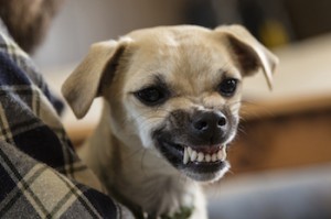 Az ingerültség nem csak nálunk jellemző