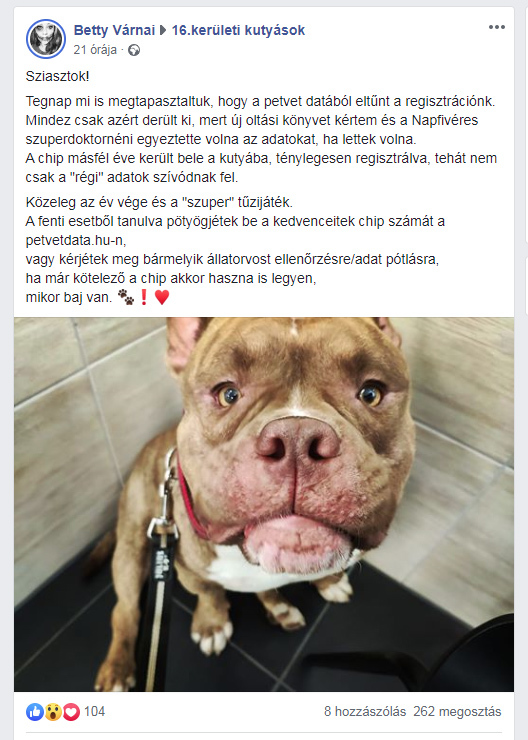 Betty kutyájának chipjén nem találtak semmilyen adatot, holott azokat másfél éve regisztrálta az állatorvos