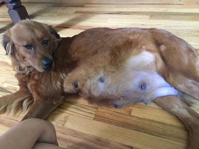 18 kölyköt hordott a szíve alatt a mamakutya