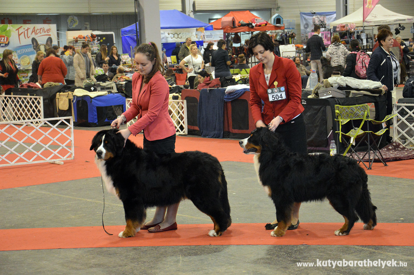 Berni pásztorok a FeHoVa WinterDogShow-n