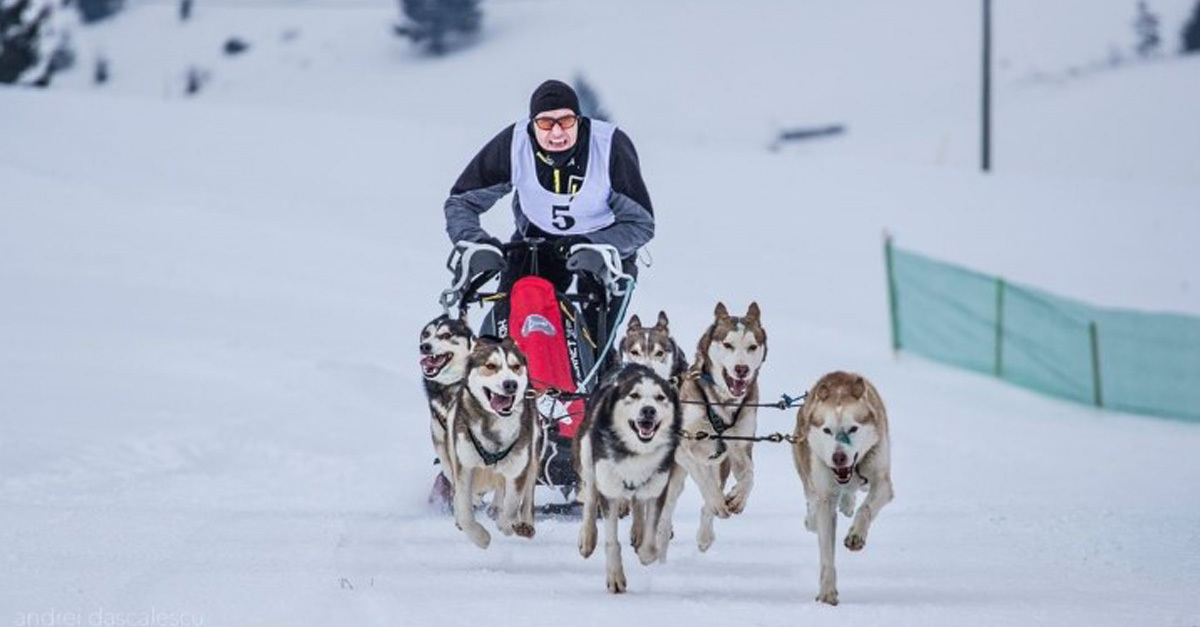 Kiss Attila hat kutyás szibériai husky fogatával lett világbajnok