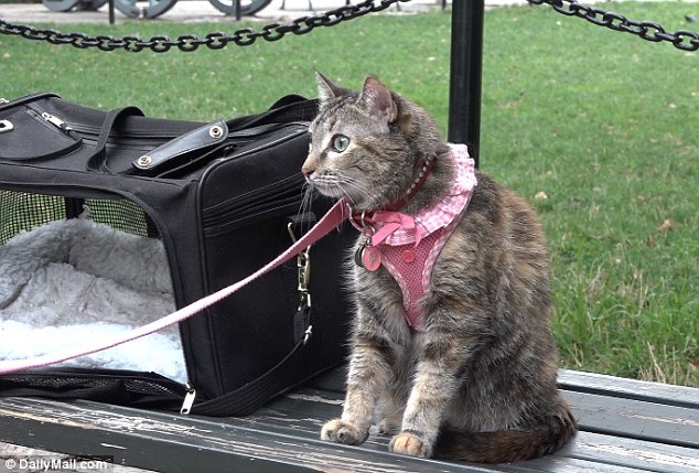 A magára hagyott macska 10 perc alatt talált megmentőre