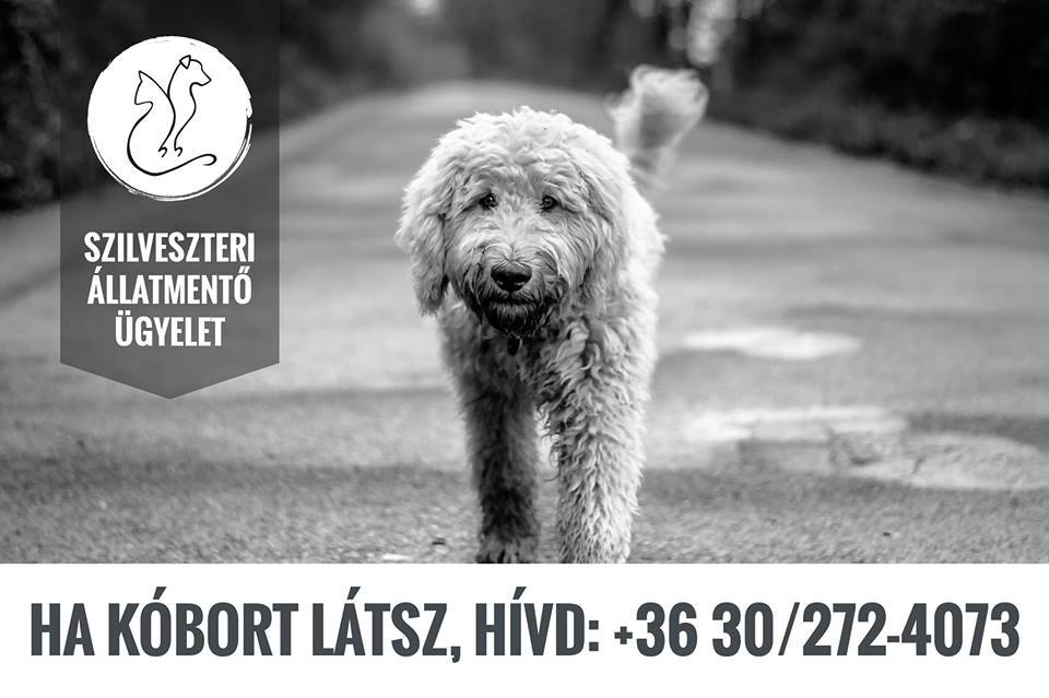 Segíts a kóbor kutyákon! 