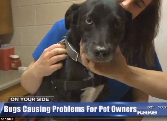 Baileyt az állatorvos szabadította meg a katicáktól