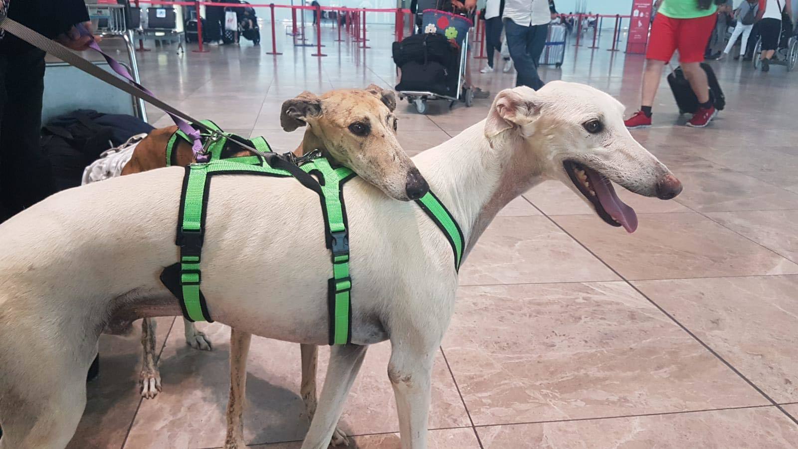 A két spanyol agár a reptéren, indulás előtt