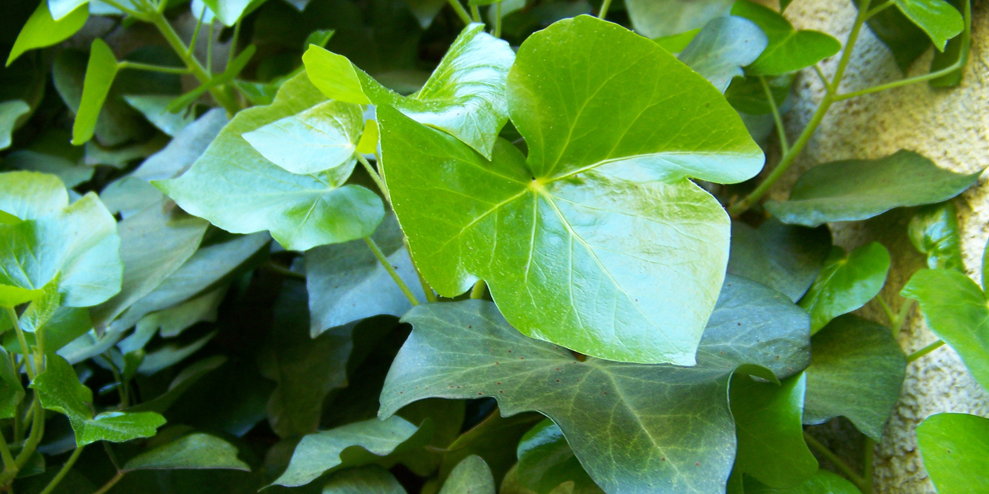 Falakon felkúszó méreg