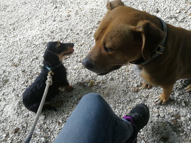 Pindur segített Morzsit befogni