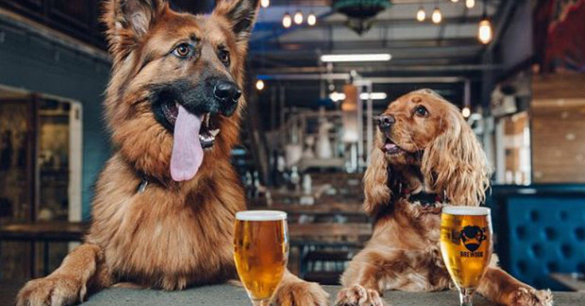 Egy cég, ahol imádják a kutyákat