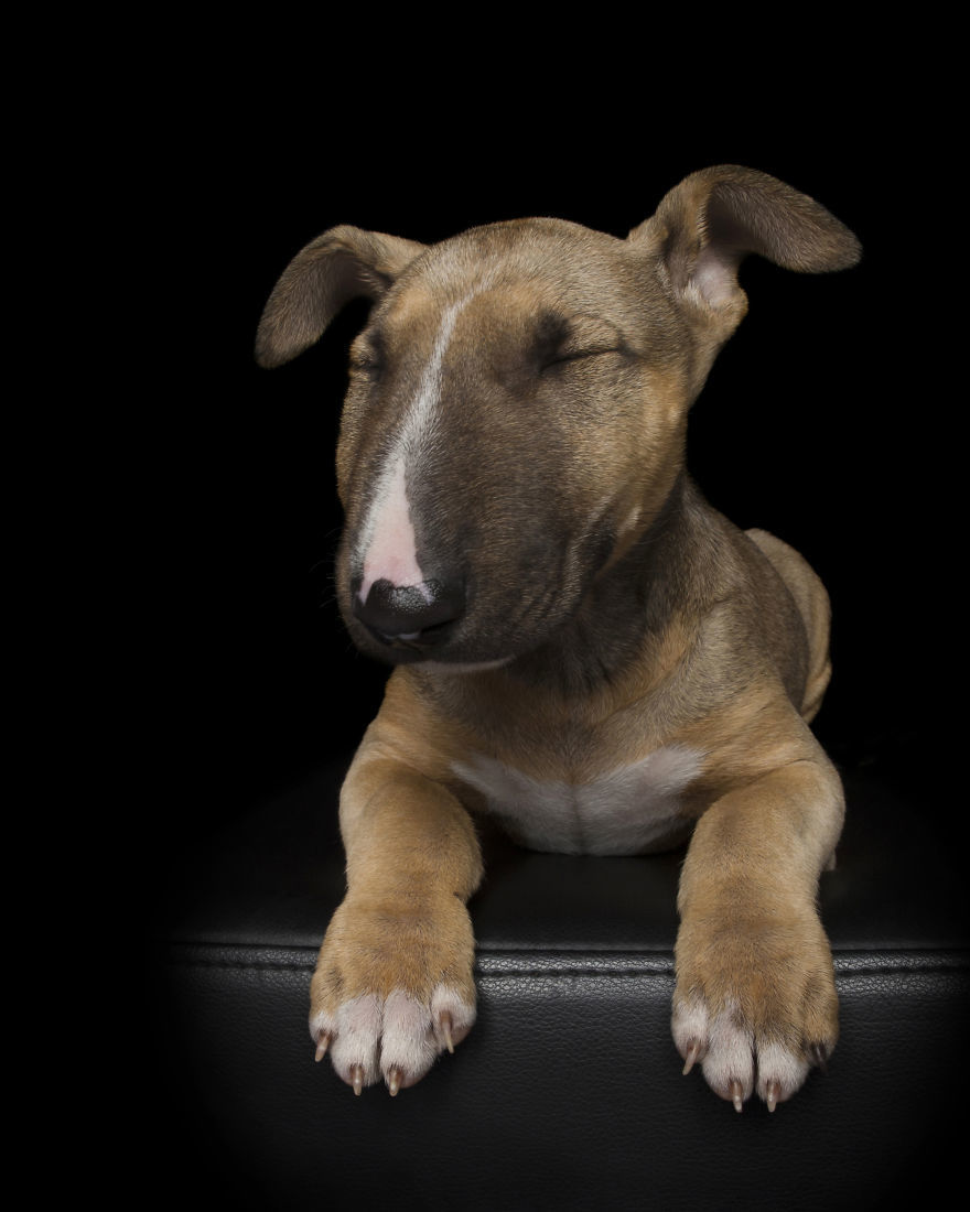 Zen Dogs - bull terrier Zen Dogs - bull terrier