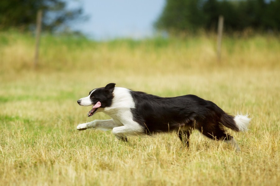 Kutyafajták futáshoz - Border collie