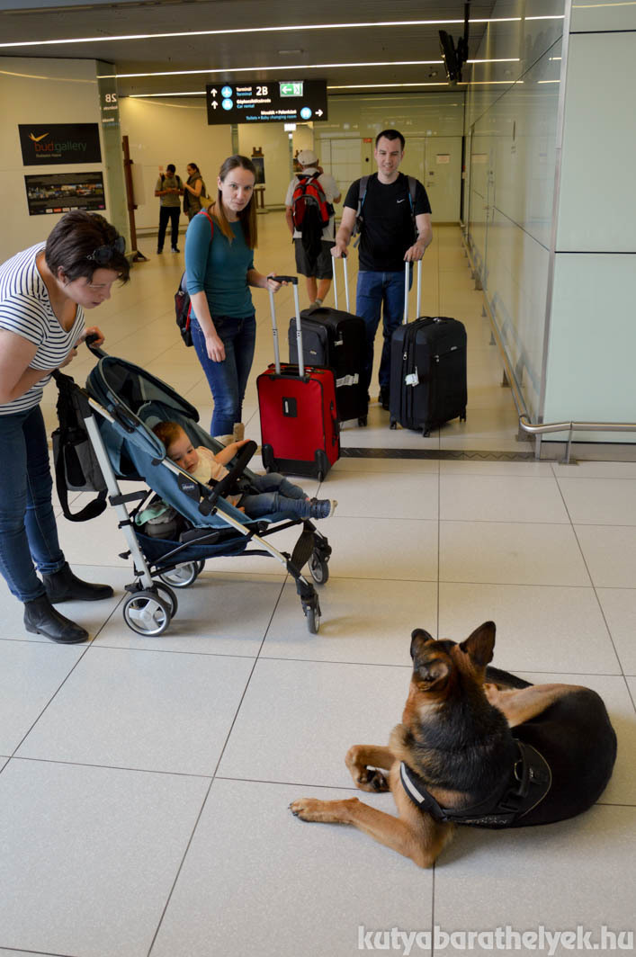 Rex még a rögtönzött sajtótájékoztató alatt is elbűvölte a reptérre érkező utazókat