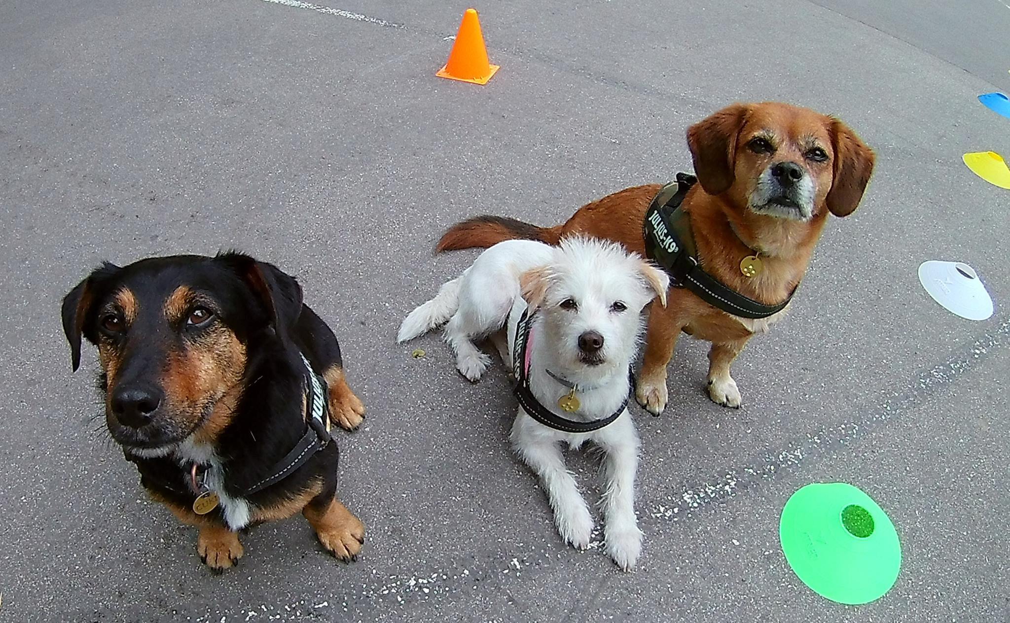 Bólyaaaa! :) Megkerültük, mellé feküdtünk, előre küldtek minket, vágtáztunk. Gazdi néha főnökösködik, de a legjobb barátunk.