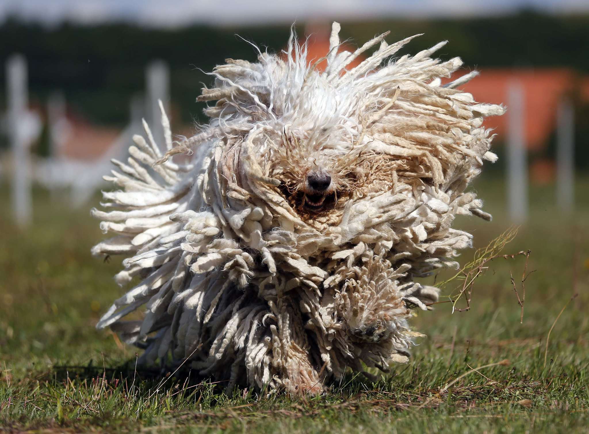 Hatalmas termetű kutyánk, a komondor