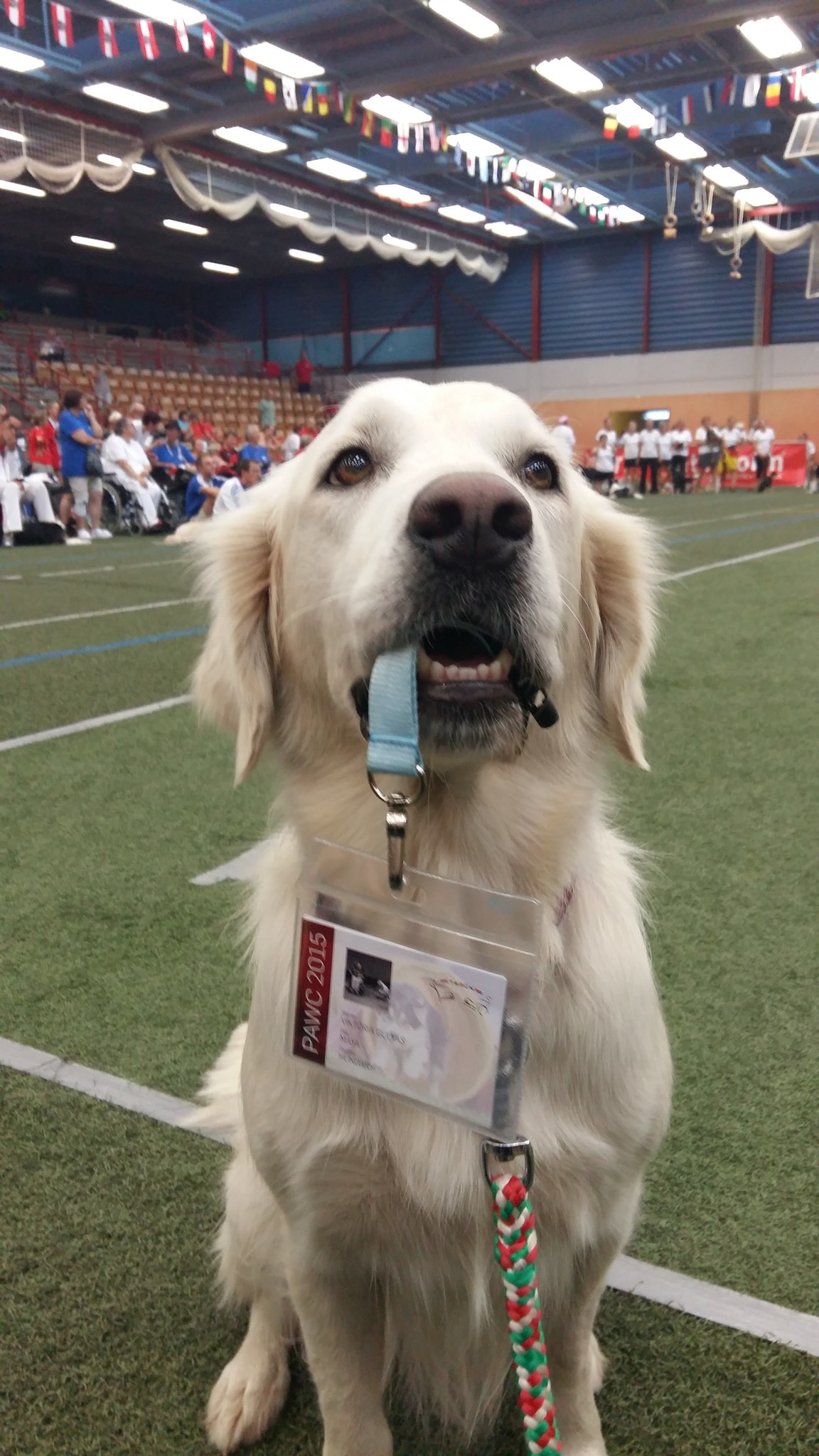 Maya, a golden retreiver hiba nélkül teljesítette a feladatokat