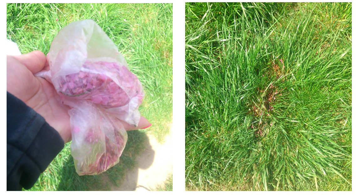 Amennyit tudtak, összeszedtek a gyanús anyagból a gazdik - az óvatosság azonban nem árt! A magas fűben nehezebb észrevenni a kiszórt anyagot.