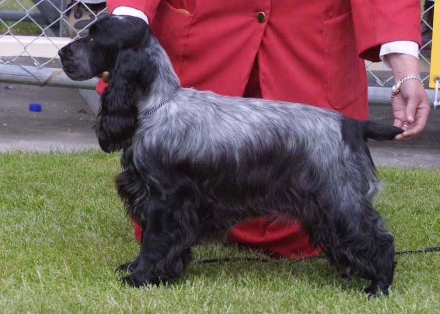 Cocker Spániel kiállításon