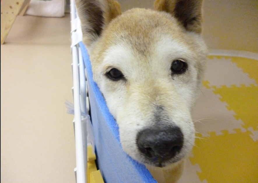 Minden kutya megérdemli, hogy szeretetben tölthesse utolsó napjait is