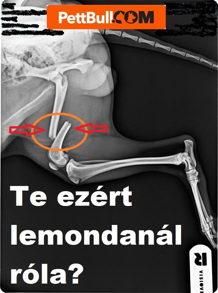 Combcsonttörés a 8 hónapos yorkinál