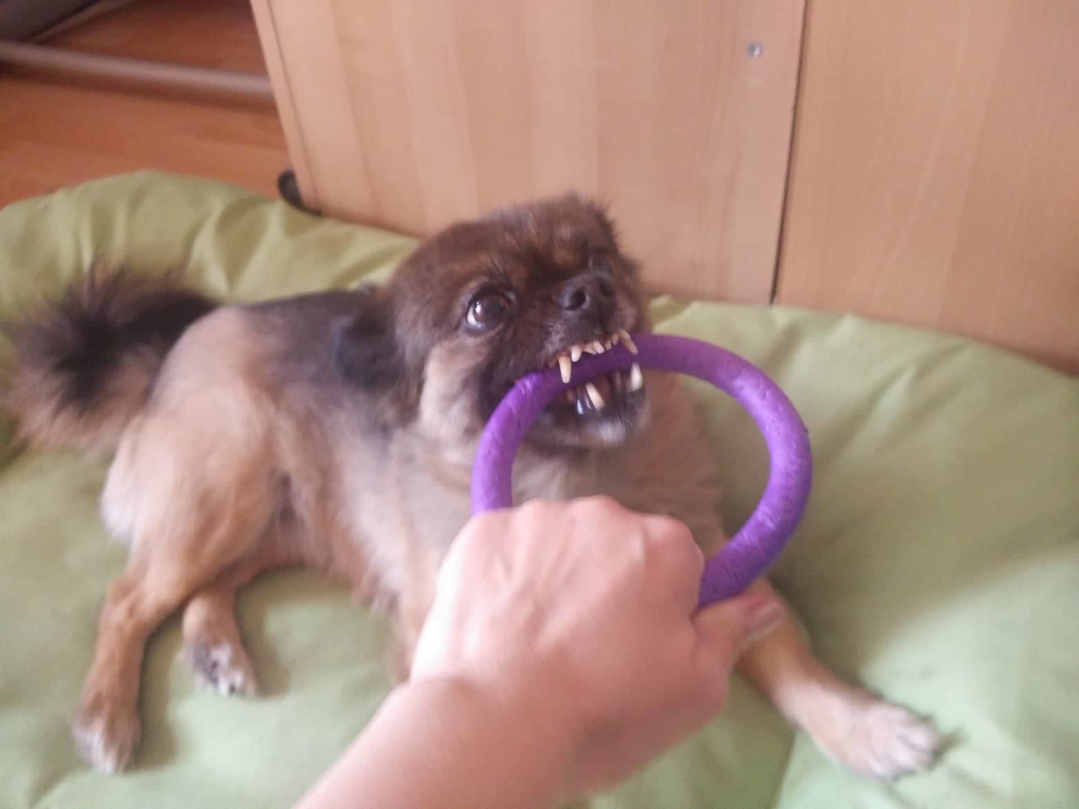 Többféle módon is játszatunk a pullerrel - karika formája miatt elkerülhető a gazdi kezének sérülése