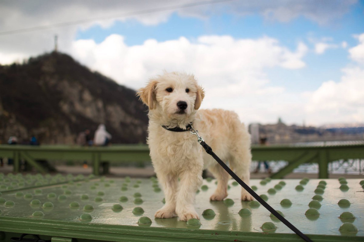 Panka, az örökbefogadott kutyus