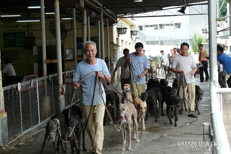 Egyidejűleg 700 agarat tartanak fogva a világ legborzalmasabb versenypályájának rácsai mögött (Canidrome, Makaó)
