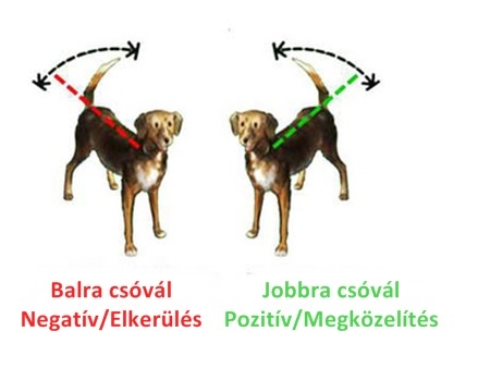 A csóválás iránya is fontos üzenetet közvetít