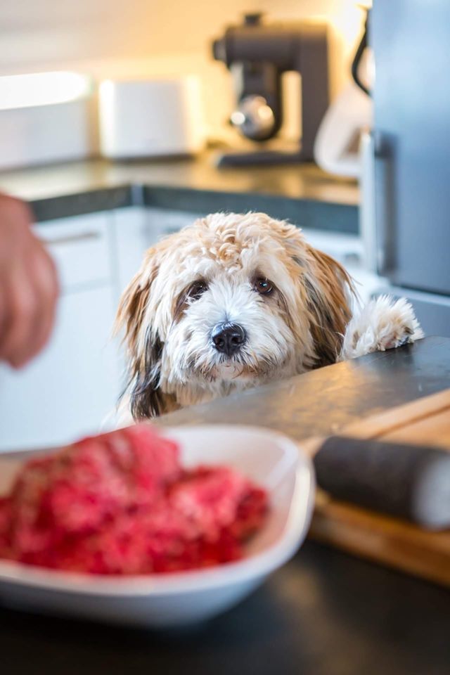 Kutya várja az eledelt