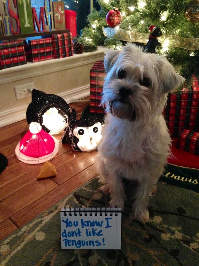 Ő előre megmondta, hogy nem bírja a pingvineket