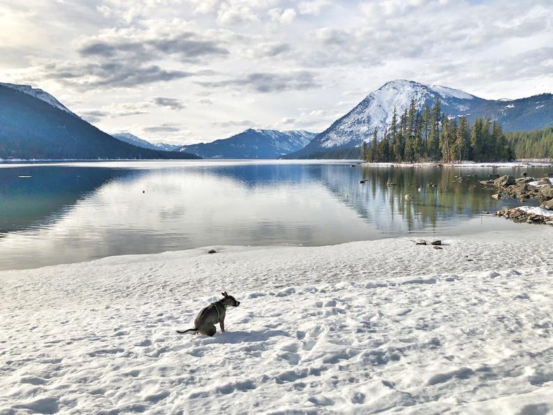 Hol vicces szituációban, hol szemet gyönyörködtető tájban kapták lencsevégre a gazdik a kutyákat