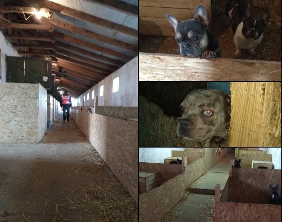 Szaporítótelepet találtak Fejér megyében